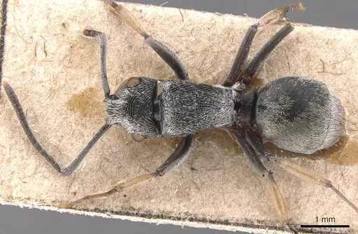 Polyrhachis sculpta specimen