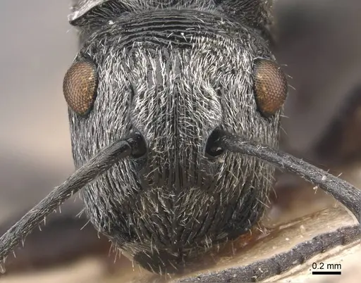 Polyrhachis sculpta specimen
