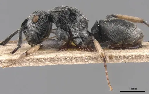 Polyrhachis sculpta specimen