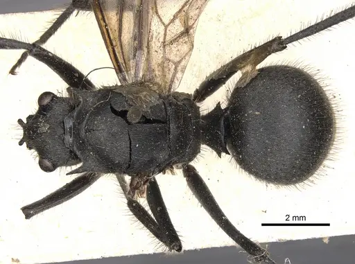 Polyrhachis sculpturata specimen