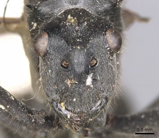 Polyrhachis sculpturata specimen