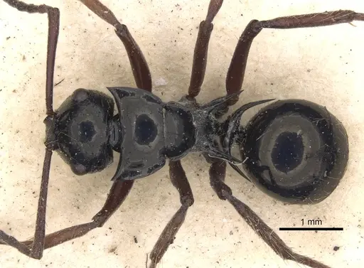 Polyrhachis scutulata specimen