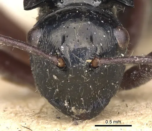 Polyrhachis scutulata specimen