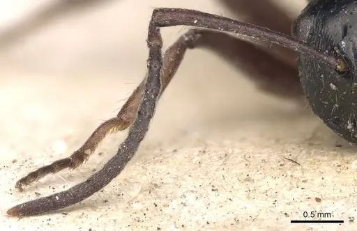 Polyrhachis scutulata specimen