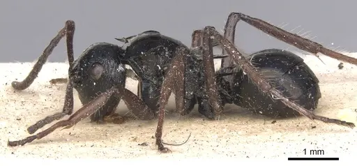 Polyrhachis scutulata - CASENT0901805