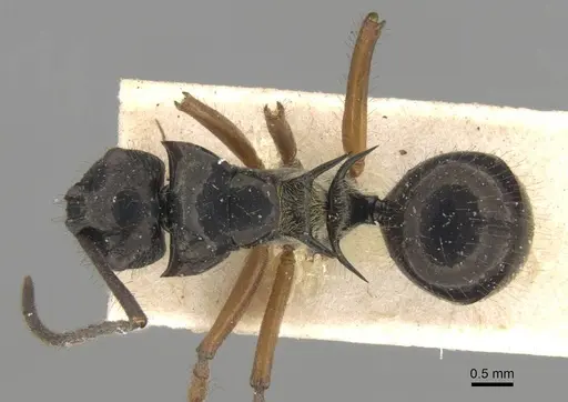 Polyrhachis scutulata - CASENT0906741