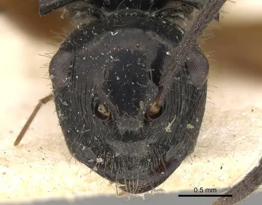 Polyrhachis scutulata - CASENT0906741