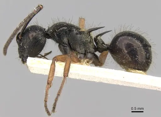 Polyrhachis scutulata - CASENT0906741