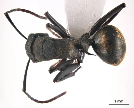 Polyrhachis seducta specimen