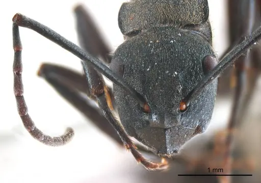 Polyrhachis seducta specimen