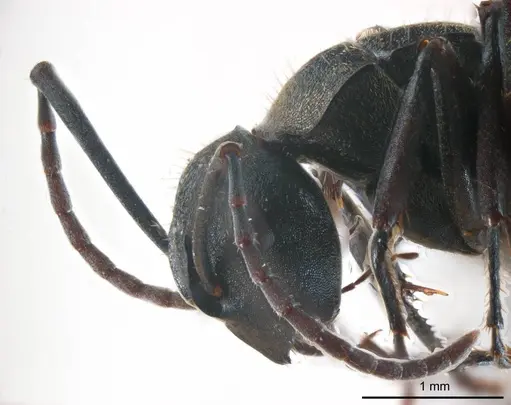 Polyrhachis seducta specimen