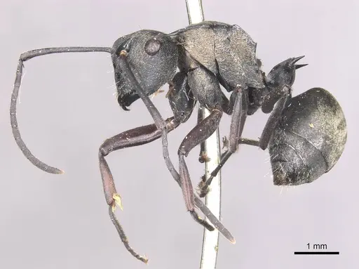 Polyrhachis selecta specimen