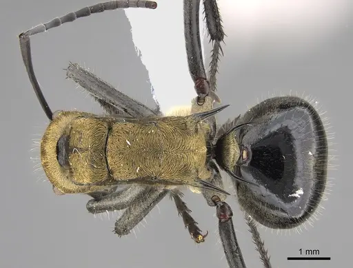Polyrhachis semiaurata specimen