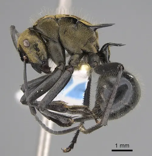 Polyrhachis semiaurata specimen