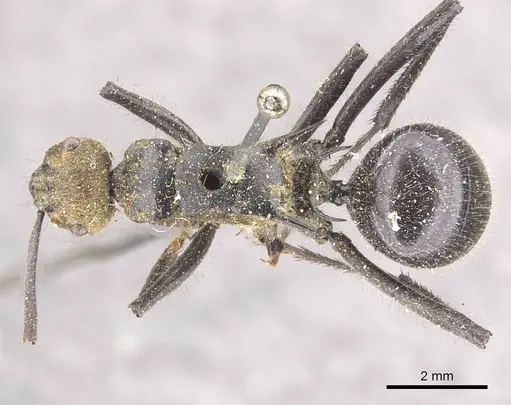 Polyrhachis semiaurata - CASENT0910809