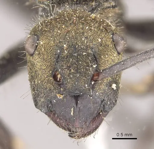 Polyrhachis semiaurata - CASENT0910809