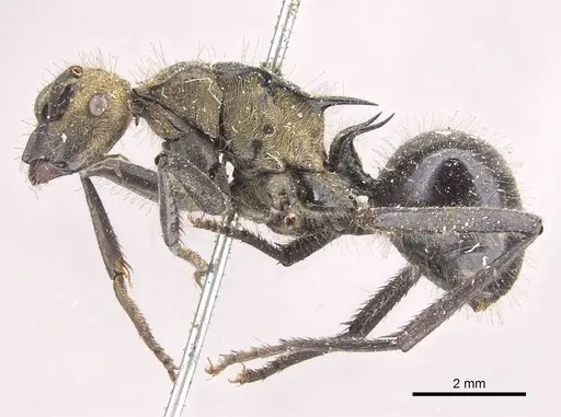 Polyrhachis semiaurata - CASENT0910809