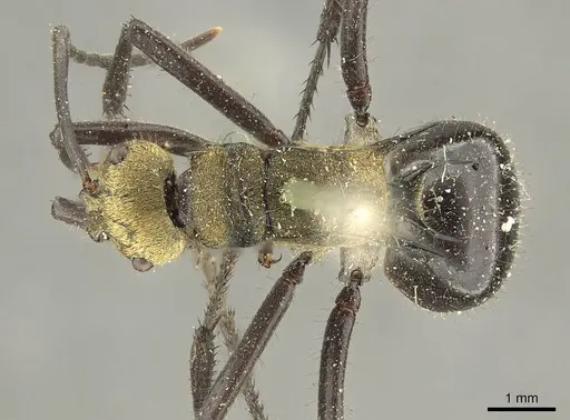 Polyrhachis semiaurata - CASENT0915620