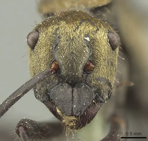 Polyrhachis semiaurata - CASENT0915620