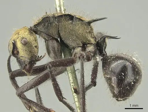 Polyrhachis semiaurata - CASENT0915620