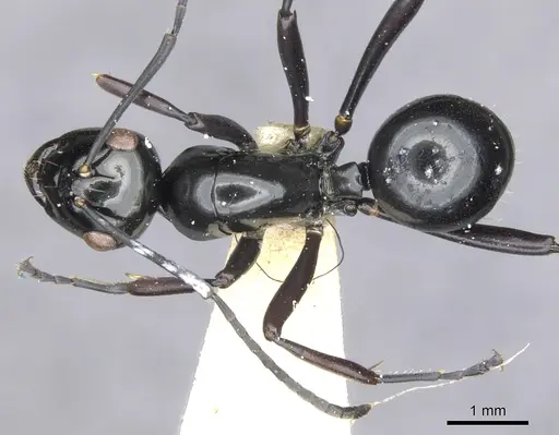 Polyrhachis semiinermis specimen