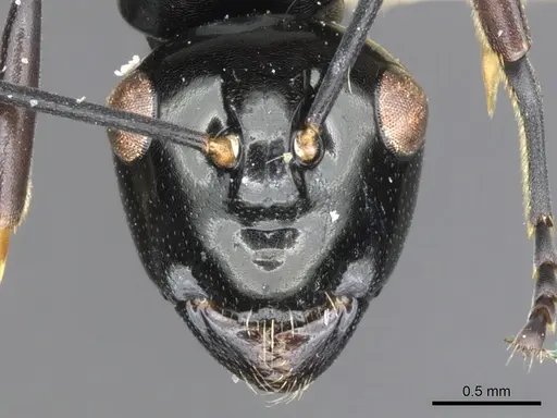 Polyrhachis semiinermis specimen