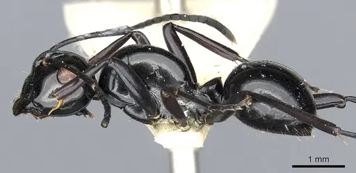 Polyrhachis semiinermis specimen