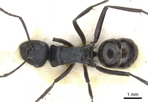 Polyrhachis semiobscura specimen