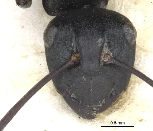 Polyrhachis semiobscura specimen