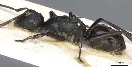 Polyrhachis semiobscura specimen