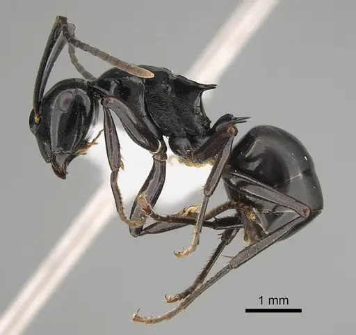 Polyrhachis semipolita specimen