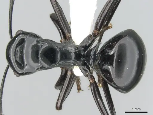 Polyrhachis semipolita - CASENT0906567