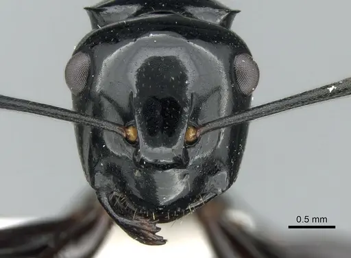 Polyrhachis semipolita - CASENT0906567