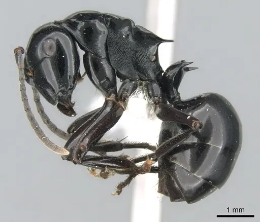Polyrhachis semipolita - CASENT0906567