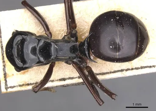 Polyrhachis semipolita - CASENT0913683