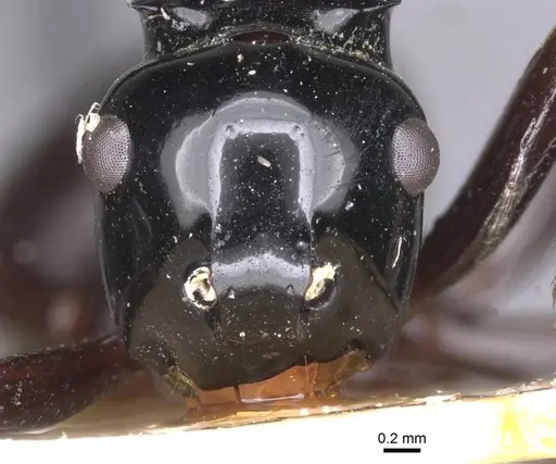 Polyrhachis semipolita - CASENT0913683