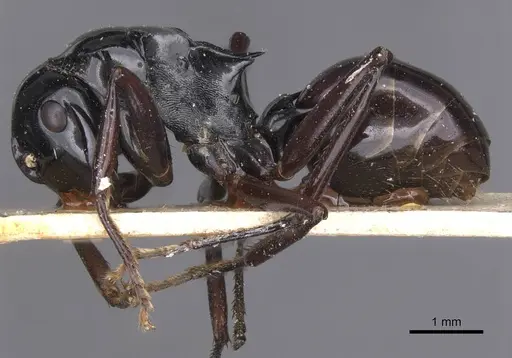 Polyrhachis semipolita - CASENT0913683