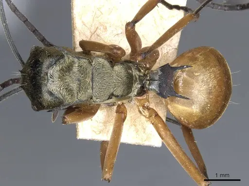 Polyrhachis semitestacea specimen