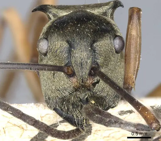 Polyrhachis semitestacea specimen