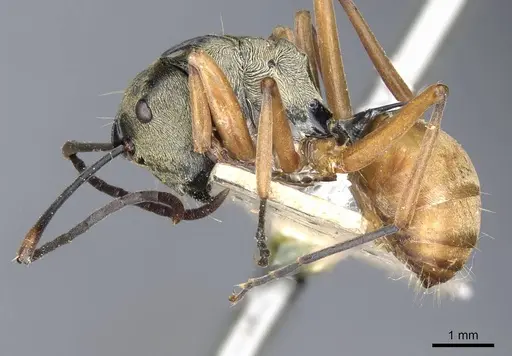 Polyrhachis semitestacea specimen