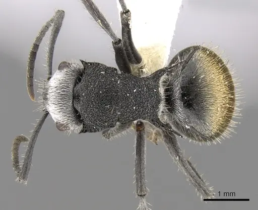 Polyrhachis senilis specimen