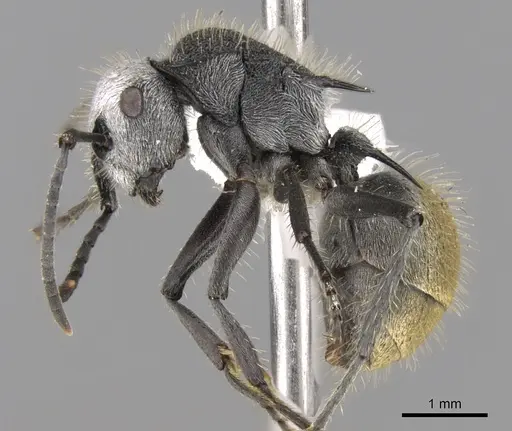 Polyrhachis senilis specimen