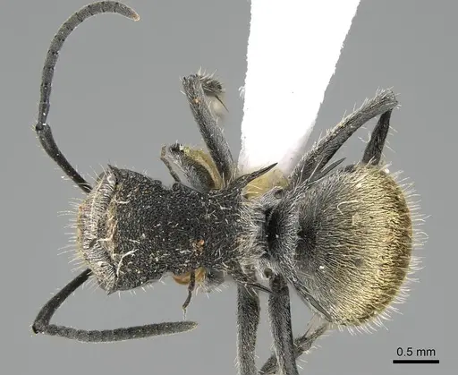 Polyrhachis senilis - CASENT0740819