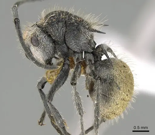Polyrhachis senilis - CASENT0740819