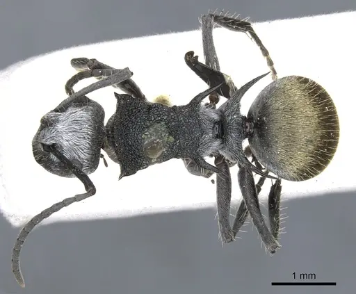 Polyrhachis senilis - CASENT0903348