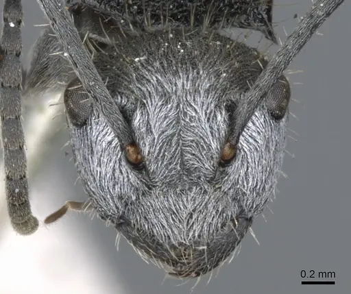 Polyrhachis senilis - CASENT0903348