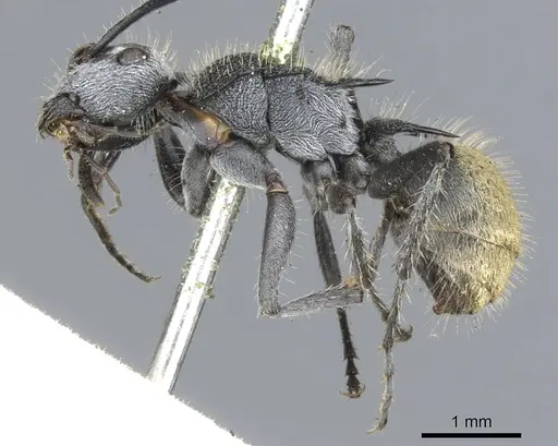 Polyrhachis senilis - CASENT0903348