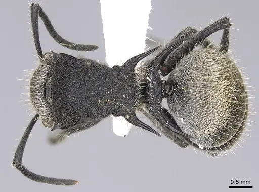 Polyrhachis senilis - CASENT0906844