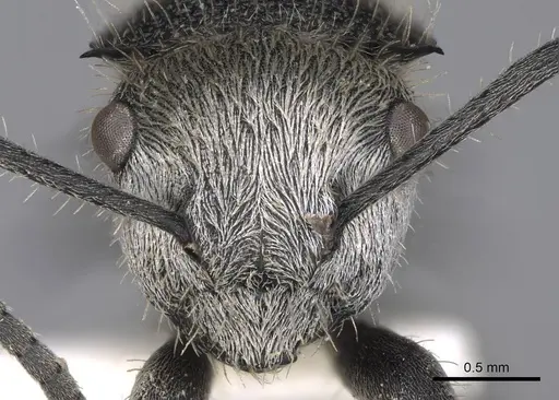 Polyrhachis senilis - CASENT0906844