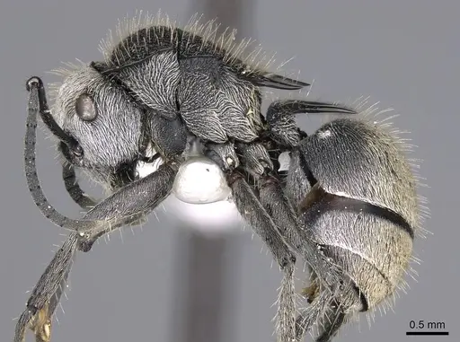 Polyrhachis senilis - CASENT0906844